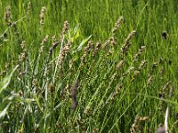 Carex spicata 1, Gewone bermzegge, Saxifraga-Peter Meininger