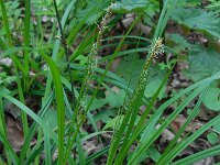 Carex sylvatica 13, Boszegge, Saxifraga-Ed Stikvoort