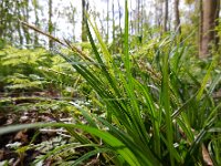 Carex sylvatica 17, Boszegge, Saxifraga-Ed Stikvoort