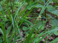 Carex sylvatica 18, Boszegge, Saxifraga-Ed Stikvoort
