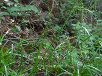 Carex sylvatica 19, Boszegge, Saxifraga-Ed Stikvoort