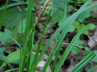 Carex sylvatica 20, Boszegge, Saxifraga-Ed Stikvoort
