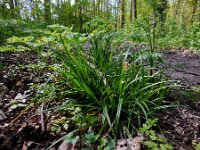 Carex sylvatica 22, Boszegge, Saxifraga-Ed Stikvoort