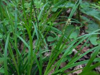 Carex sylvatica 26, Boszegge, Saxifraga-Ed Stikvoort