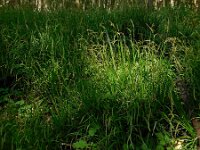 Carex sylvatica 28, Boszegge, Saxifraga-Ed Stikvoort