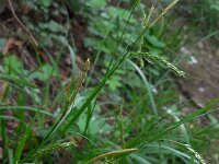 Carex sylvatica 29, Boszegge, Saxifraga-Ed Stikvoort