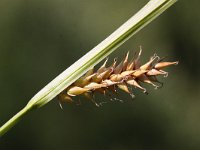 Carex vesicaria 8, Blaaszegge, Saxifraga-Peter Meininger