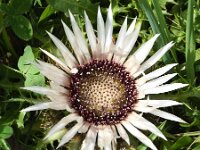 Carlina acaulis ssp acaulis 10, Saxifraga-Sonja Bouwman  Stengelloze zilverdistel - Carlina acaulis ssp acaulis - Asteraceae familie; Zinal (Zw)
