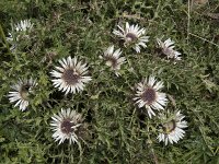 Carlina acaulis 12, Saxifraga-Willem van Kruijsbergen