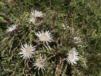 Carlina acaulis 14, Saxifraga-Willem van Kruijsbergen