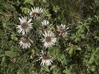 Carlina acaulis 15, Saxifraga-Willem van Kruijsbergen