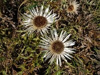 Carlina acaulis 16, Saxifraga-Harry Jans