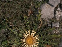 Carlina acaulis 17, Saxifraga-Jan van der Straaten
