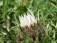 Carlina acaulis ssp acaulis 14, Saxifraga-Sonja Bouwman  Stengelloze zilverdistel - Carlina acaulis ssp acaulis - Asteraceae familie
