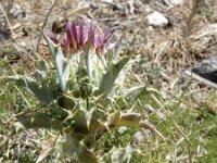 Carlina lanata 3, Saxifraga-Jasenka Topic