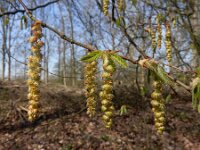 Carpinus betulus 19, Haagbeuk, Saxifraga-Ed Stikvoort