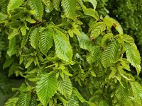 Leaves and catkin of European or Common hornbeam Carpinus betulus  Leaves and catkin of European or Common hornbeam Carpinus betulus : leaves, leaf, catkin, catkins, European hornbeal, common hornbeam, Carpinus betulus, green, tree, growth, color, beautiful, beauty, beauty in nature, plant, plants, botany, vascular plant, flora, floral, nature, natural, outside, outdoor, outdoors, no people, nobody, summer, summertime, spring, springtime