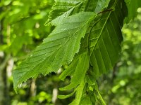 Leaves and catkin of European or Common hornbeam Carpinus betulus  Leaves and catkin of European or Common hornbeam Carpinus betulus : leaves, leaf, catkin, catkins, European hornbeal, common hornbeam, Carpinus betulus, green, tree, growth, color, beautiful, beauty, beauty in nature, plant, plants, botany, vascular plant, flora, floral, nature, natural, outside, outdoor, outdoors, no people, nobody, summer, summertime, spring, springtime