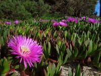 Carpobrotus edulis 15, Saxifraga-Ed Stikvoort
