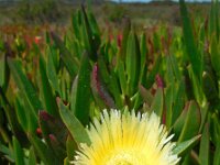 Carpobrotus edulis 16, Saxifraga-Ed Stikvoort