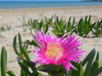 Carpobrotus edulis 18, Saxifraga-Ed Stikvoort