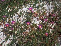Carpobrotus edulis 29, Saxifraga-Jan van der Straaten