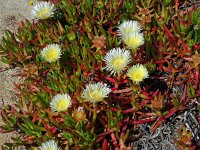 Carpobrotus edulis 31, Saxifraga-Hans Grotenhuis