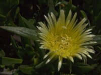 Carpobrotus edulis 9, Saxifraga-Jan van der Straaten