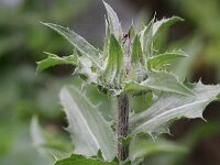 Carthamus tinctorius