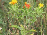 Carthamus tinctorius 10, Saffloer, Saxifraga-Rutger Barendse