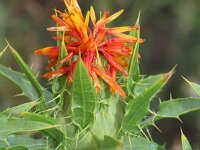 Carthamus tinctorius 11, Saffloer, Saxifraga-Rutger Barendse