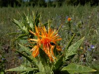 Carthamus tinctorius 12, Saffloer, Saxifraga-Ed Stikvoort : gewone commelina Vlissingen A900