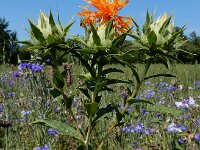 Carthamus tinctorius 13, Saffloer, Saxifraga-Ed Stikvoort : gewone commelina Vlissingen A900