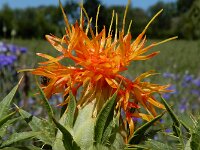 Carthamus tinctorius 14, Saffloer, Saxifraga-Ed Stikvoort : gewone commelina Vlissingen A900