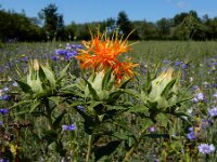 Carthamus tinctorius 15, Saffloer, Saxifraga-Ed Stikvoort : gewone commelina Vlissingen A900