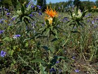 Carthamus tinctorius 16, Saffloer, Saxifraga-Ed Stikvoort : gewone commelina Vlissingen A900