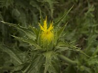 Carthamus tinctorius 2, Saffloer, Saxifraga-Willem van Kruijsbergen