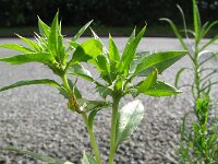 Carthamus tinctorius 3, Saffloer, Saxifraga-Rutger Barendse