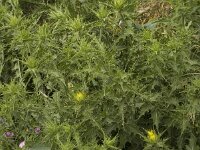 Carthamus tinctorius 4, Saffloer, Saxifraga-Willem van Kruijsbergen