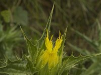 Carthamus tinctorius 5, Saffloer, Saxifraga-Willem van Kruijsbergen