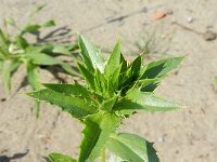 Carthamus tinctorius 7, Saffloer, Saxifraga-Rutger Barendse