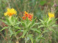 Carthamus tinctorius 8, Saffloer, Saxifraga-Rutger Barendse