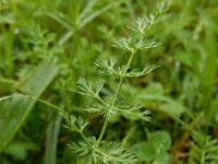 Carum carvi 11, Karwij, Saxifraga-Ed Stikvoort