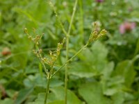 Carum carvi 12, Karwij, Saxifraga-Ed Stikvoort