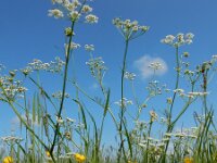 Carum carvi 19, Karwij, Saxifraga-Ed Stikvoort