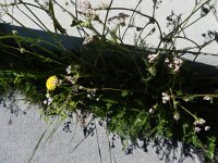 Carum carvi 2, Karwij, Saxifraga-Rutger Barendse