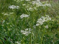 Carum carvi 4, Karwij, Saxifraga-Ed Stikvoort