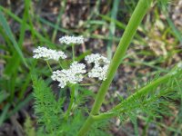 Carum carvi 5, Karwij, Saxifraga-Ed Stikvoort