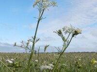 Carum carvi 9, Karwij, Saxifraga-Ed Stikvoort