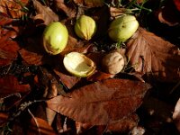 Carya glabra